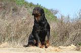 ROTTWEILER 095